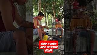 Mandi & Jemur Harus Rutin Biar Tambah Gacor