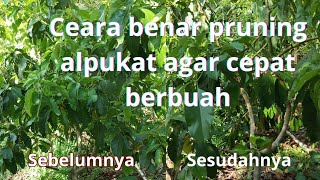 cara benar dan praktek pruning alpukat agar cepat berbuah