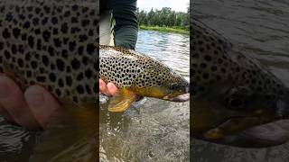 Monster Brown Trout Idaho's Snake River - Fly Fishing #trout