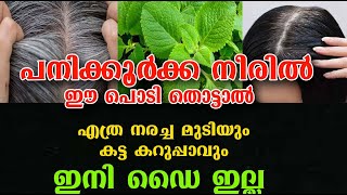 70 തിലും മുടി നരക്കില്ല ഈ ഇല തൊട്ടാൽ /hair care Bhringraj/medicil plant /poppy vlogs/malayalam