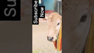 A baby cow 🐄🐄🐄🐄🐄 #babycowvideos #cowlover #arabic #топ #trendingshorts #youtubeshorts