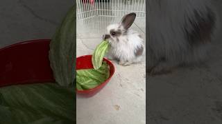 te amo Lola terreneitor🐰🤍 #comedia #risa #humor #entretenimiento #conejos #mascota