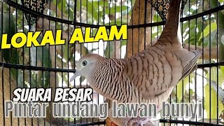 Perkutut Lokal Alam - Suara besar indah memanggil lawan