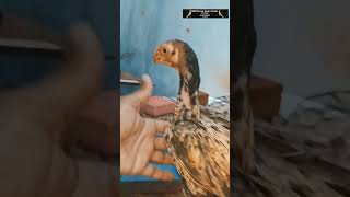 Parrot beak chicks own breeding| #shorts #aseel #chickssales #parrotbeak #longtail #tamilnadubreed