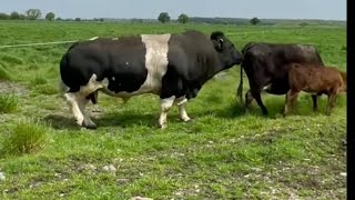 big bull and a cow #bigbull #cow #farming #shorts