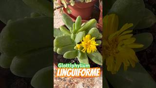 GLOTTYPHYLLUM LINGUIFORME #shots #suculentosdías