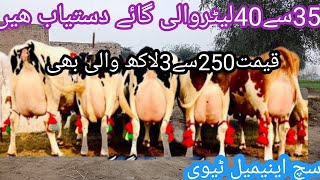 03466152628| Australia cows| jersey cows| cholistani cows| girlando cows|such animal tv