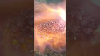 Corn Burning🍿🔥😱with Fire TUBE #fyp #viral #foryou #burn #fire #popcorn #corn #yallow