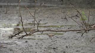 Naturaufnahmen - Grauastrild - Senegal 2022