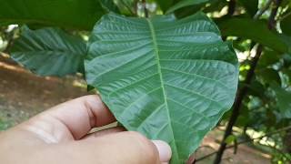 Lunasia amara Blanco alias Sanrego, Snakebites medicine