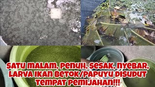 PROSES PEMIJAHAN 1 MALAM PENUH!!! SESAK LARVA IKAN BETOK/PAPUYU