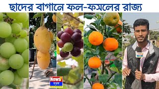 ছাদের বাগানে ফলের রাজ্য, এক যুবকের নতুন চাষাবাদ কৌশল! | চাষাবাদের নতুন দিগন্ত