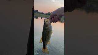 Nice bass with some dark fins