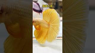 養鬥魚就是期待魚鰭全開的一刻