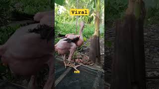 Ayam Viral #viralvideo #shortfeed #shorts #viral #lucu #video #youtubeshorts