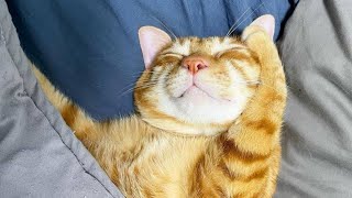 😂 Funniest Cats and Dogs Videos 😺🐶 || 🥰😹 Hilarious Animal Compilation №545