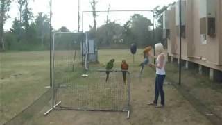 Macaws Flying