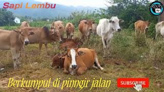 Sapi Lembu | Sapi Lembu kampung sedang berkumpul #sapi#lembu #cow #cows #sapimoo #lembujinak