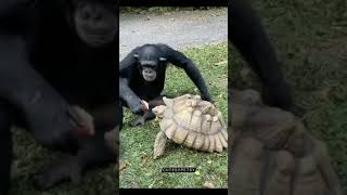 Amizade de macaco e tartaruga