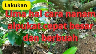 lima hal cara nanam alpukat cepat besar dan berbuah