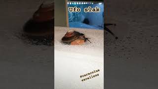 UFO slak. Of wel Caracolus excellens.