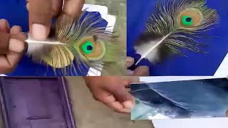 Peacock feather mirror test || Peacock feather all test || Call me Sadab 8459487861