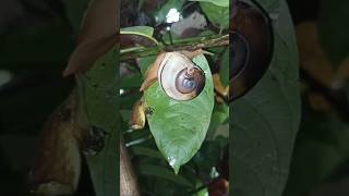 siput aneh #animals #siput #shorts