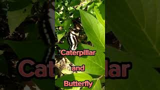 Caterpillar and Butterfly#shorts#insects.