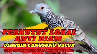 PERKUTUT MU LOYO !? PANCINGAN BURUNG PERKUTUT LOKAL GACOR !