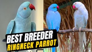 ringneck parrot price in pakistan | Khan Birds Collection