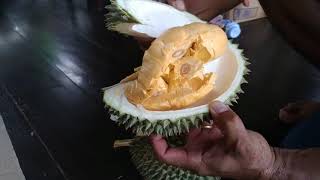 sejarah ciri ciri dan ke unggulan buah durian duri hitam ochee black torn asli