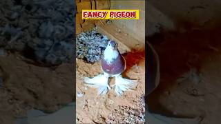 Fancy Pigeons Video | New Fancy Pigeon | Fancy Kabutar #shorts #pigeons