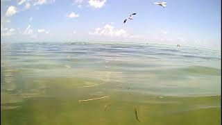 Tarpon feeding frenzy at Bahia Honda State Park.