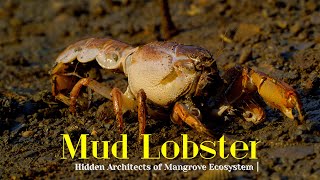 Mud #lobster | Hidden #architect of #mangrove #ecosystem #thalassinidea #travel #india #wildlife