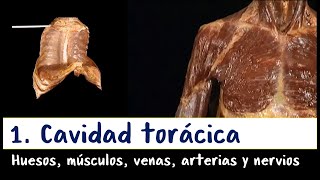 Cavidad torácica - 1. Paredes