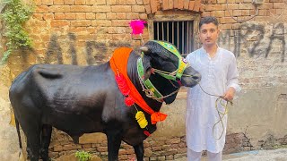 Last day with sherro | qurbani ka janwaar