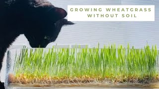 Growing Wheatgrass with Coconut Mats Instead of Soil | Oh Happy Mei