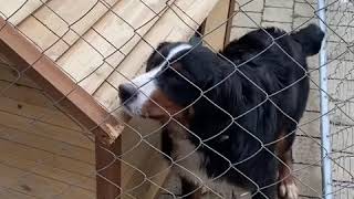 Bernese mountain dog