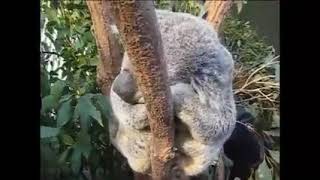 Koala'ların En Sevimli Halleri