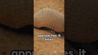 Armadillo Girdled Lizard 🐉🐲🐉