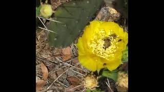 Prickly Pear Blossom Close-up