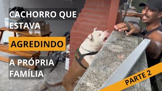 Cão que agrediu os próprios integrantes da família parte 2 - Processo de Reabilitação