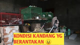 KONDISI KANDANG MERPATI ENTIES J || KITA BIKIN KANDANG BARU