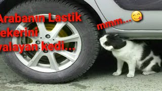 Arabanın tekerini yalayan kedi / Kedi videoları