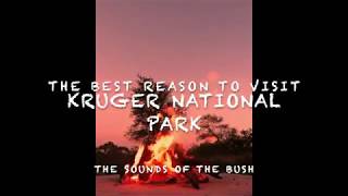 Bush sounds Kruger National Park