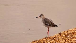 Spotted Redshank sleepin on the set