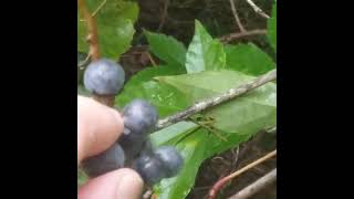 Tasty Florida Grapes