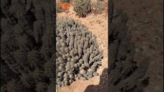 الدغموس بالمنطقة الصحراوية أم افيس. Daghmous cactus