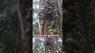 BUAH ASAM EMPAHUNG HUTAN KALIMANTAN