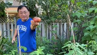 多伦多自己花园的西红柿成熟了/Garden harvest in Toronto